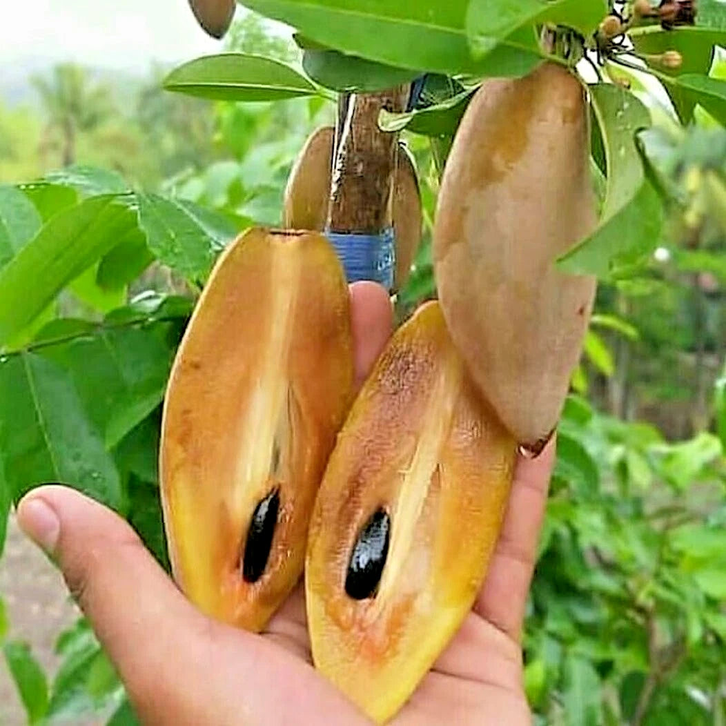 35+ Sapodilla Cucumber Seeds (Manilkara zapota / Long Chico Fruit Tree / Elongated Brown Sugar Sapote) – Premium Tropical Fruit Tree & Orchard Seeds for Planting