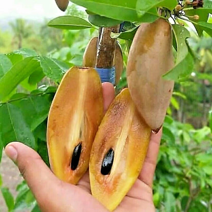 35+ Sapodilla Cucumber Seeds (Manilkara zapota / Long Chico Fruit Tree / Elongated Brown Sugar Sapote) – Premium Tropical Fruit Tree & Orchard Seeds for Planting