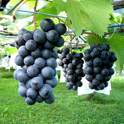 100+ Table Grape Seeds (Vitis vinifera var. Muscat Bailey A) – Premium Certified Heirloom Fruit Vine Seeds for Planting