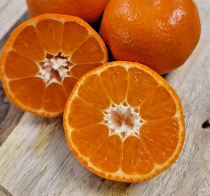 Fairchild Orange Seeds (Citrus reticulata x paradisi / 100+ Sweet Mandarin-Grapefruit Hybrid Fruit Tree Seeds) – Premium Exotic Botanical Specimen Plant Seeds for Planting
