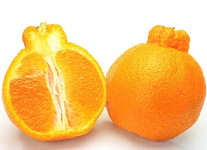 2,000+ Dekopon Orange Seeds (Citrus reticulata) – Premium Sumow Mandarins & Rare Japanese Citrus Fruit Tree Seeds for Planting