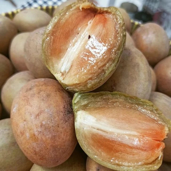 Premium Sweet Honey Sapodilla Seeds (Manilkara zapota var. Sweet Honey) – Exotic Ultra-Sweet Chico Zapote Fruit Seeds for Planting (35+ Pcs)