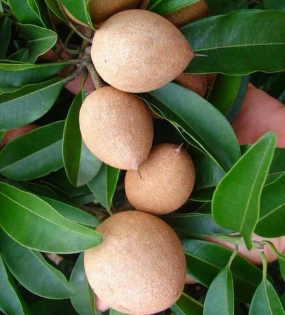 Makok Dwarf Sapodilla Seeds (Manilkara zapota) – 35+ Premium Compact Sweet Chikoo Seeds