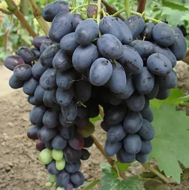 Lorano Grape Seeds (Vitis vinifera) – Premium Certified High-Yield Table Grape Vine Plant Seeds for Planting (100 Pcs)