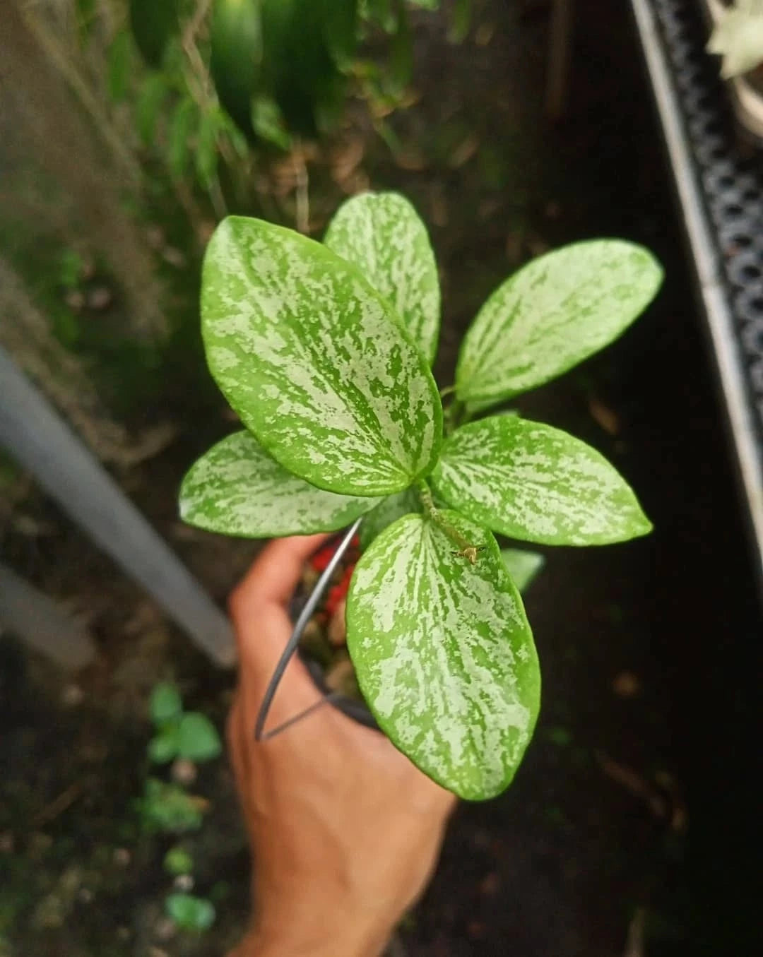 Hoya Collina High Splash Rare Tropical Indoor Outdoor Wax Plant Seeds / Cuttings (Hoya collina) – Premium Certified Variegated Waxflower Plant for Planting