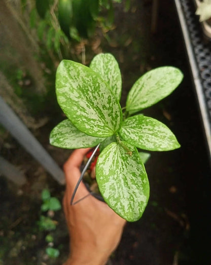 Hoya Collina High Splash Rare Tropical Indoor Outdoor Wax Plant Seeds / Cuttings (Hoya collina) – Premium Certified Variegated Waxflower Plant for Planting