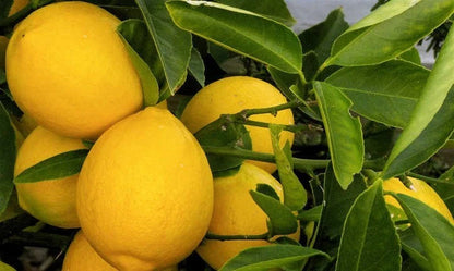 Lemon Meyer Seeds (Citrus × Meyeri) – Certified Heirloom Sweet Lemon Citrus Fruit Crop for Planting