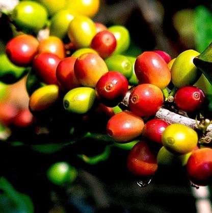 Bergendal Typica Sumatra Coffee Seeds (Coffea sp.) – 120 Premium Rare Heirloom Coffee Seeds
