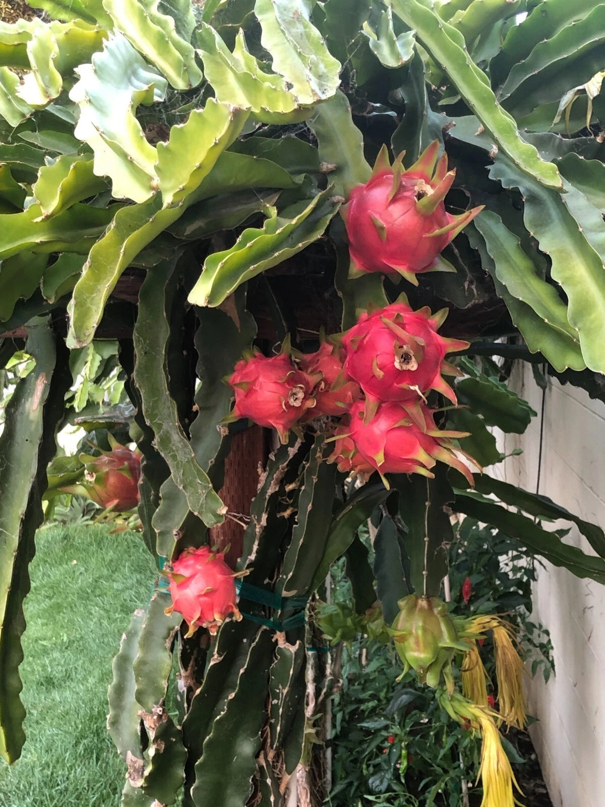 White Dragon Fruit Seeds (Hylocereus undatus) – 5.000+ Premium Vietnamese White Seeds