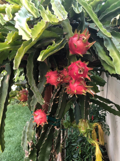 White Dragon Fruit Seeds (Hylocereus undatus) – 5.000+ Premium Vietnamese White Seeds