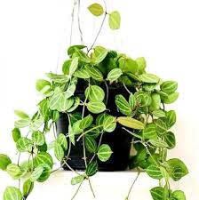 Dischidia Apple Leaves Rare Wax Plant | Exotic Tropical Trailing Houseplant | Live Dischidia Plant