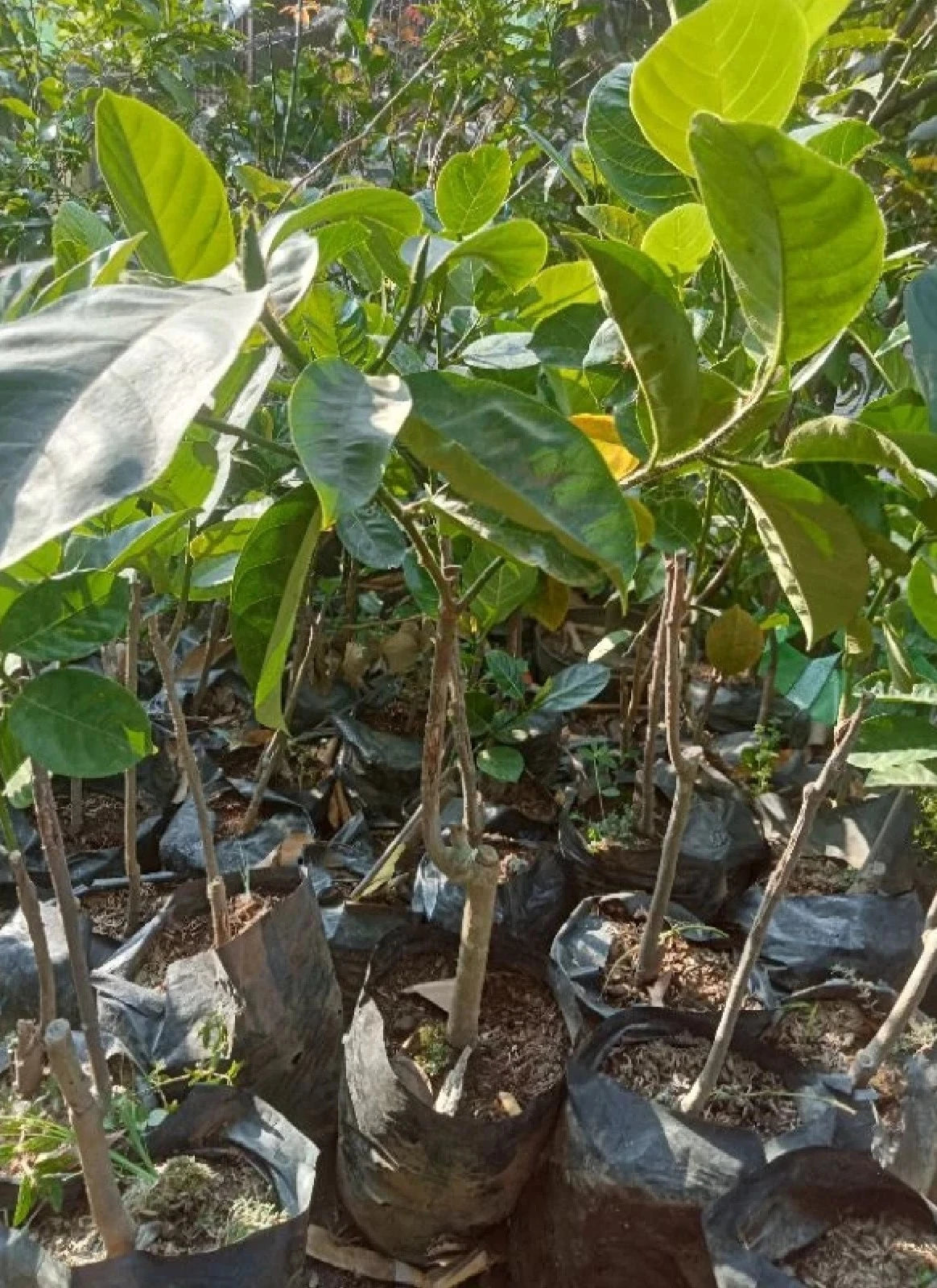 Durian Cempedak - Rare Grafted Exotic Fruit Tree