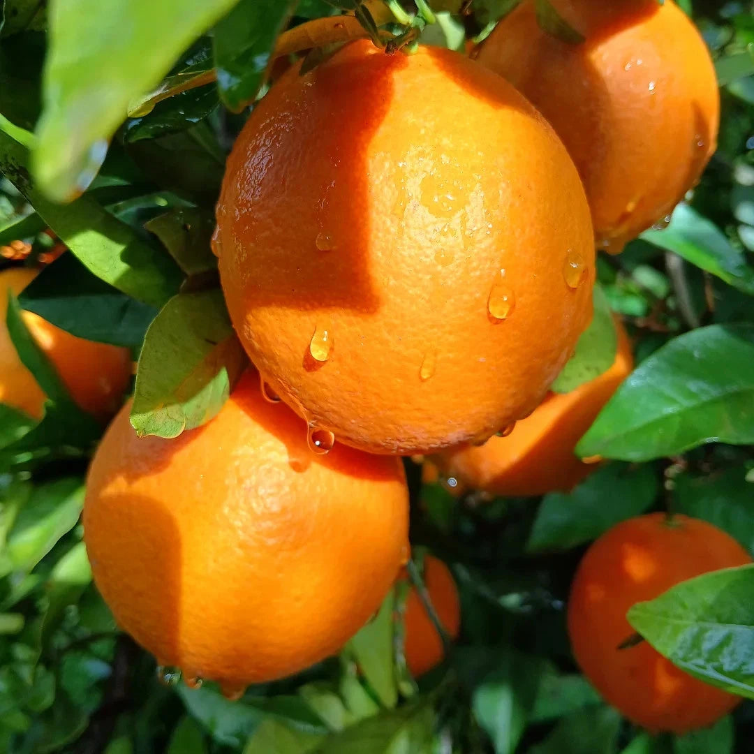 Valencia Orange Seeds (Citrus sinensis 'Valencia') – 30+ Premium Fresh High-Viability Sweet Orange Seeds