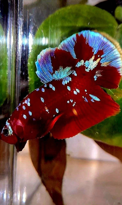 Rare Plakat Red Purple Galaxy RPG - Premium Import Betta Fish From Indonesia