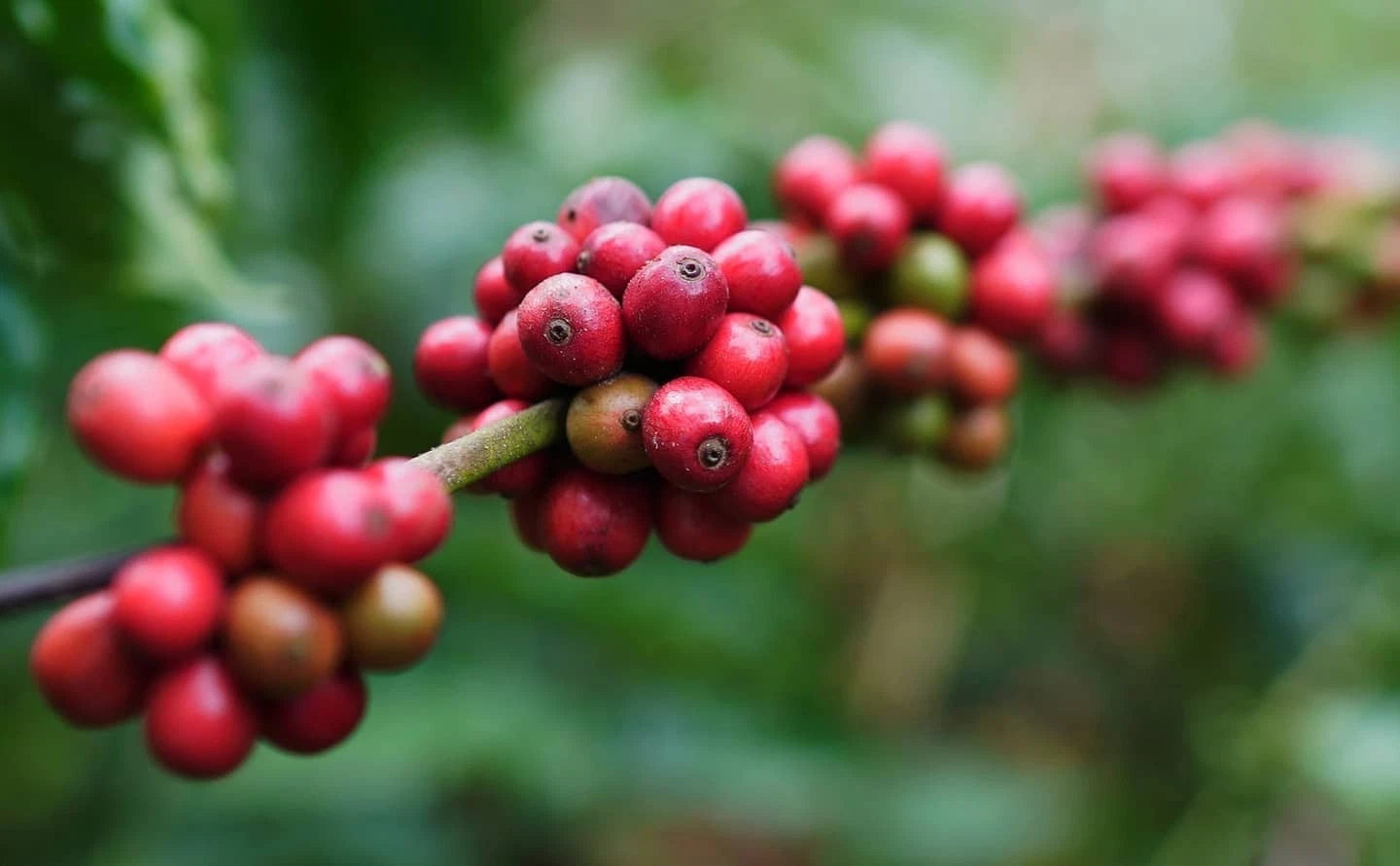 Hybrid H3 Coffee Seeds (120+ Bulk Seeds, Coffea arabica Hybrid H3) – Premium Disease-Resistant Specialty Coffee Plant Seeds for Planting