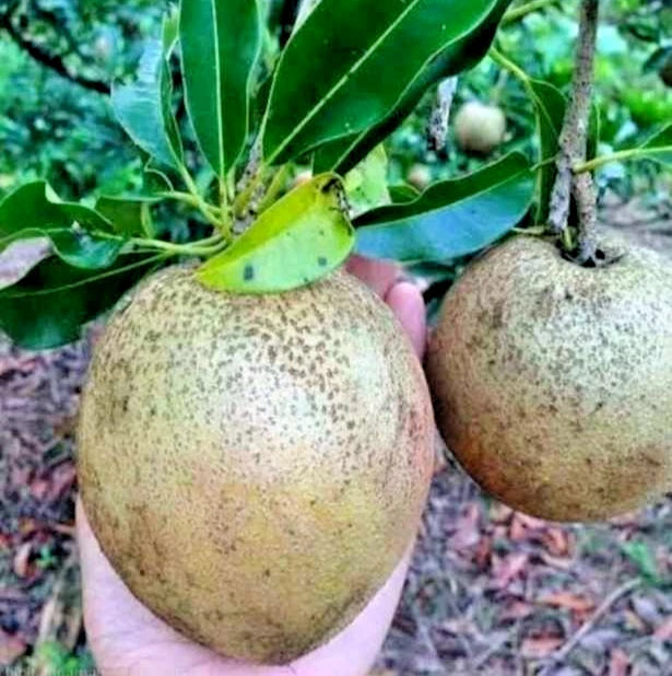 35+ Rare Sapodilla Tree Seeds (Manilkara zapota) var. Sweet Honey Sapodilla – Premium Certified Tropical Fruit Tree Plant Seeds for Planting