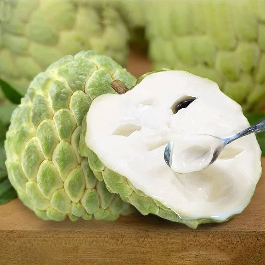 Viridis Sugar Apple Seeds var. Custard Apple (Annona squamosa) – Premium Green Sweetsop Fruit Seeds for Planting (100+ Pcs)