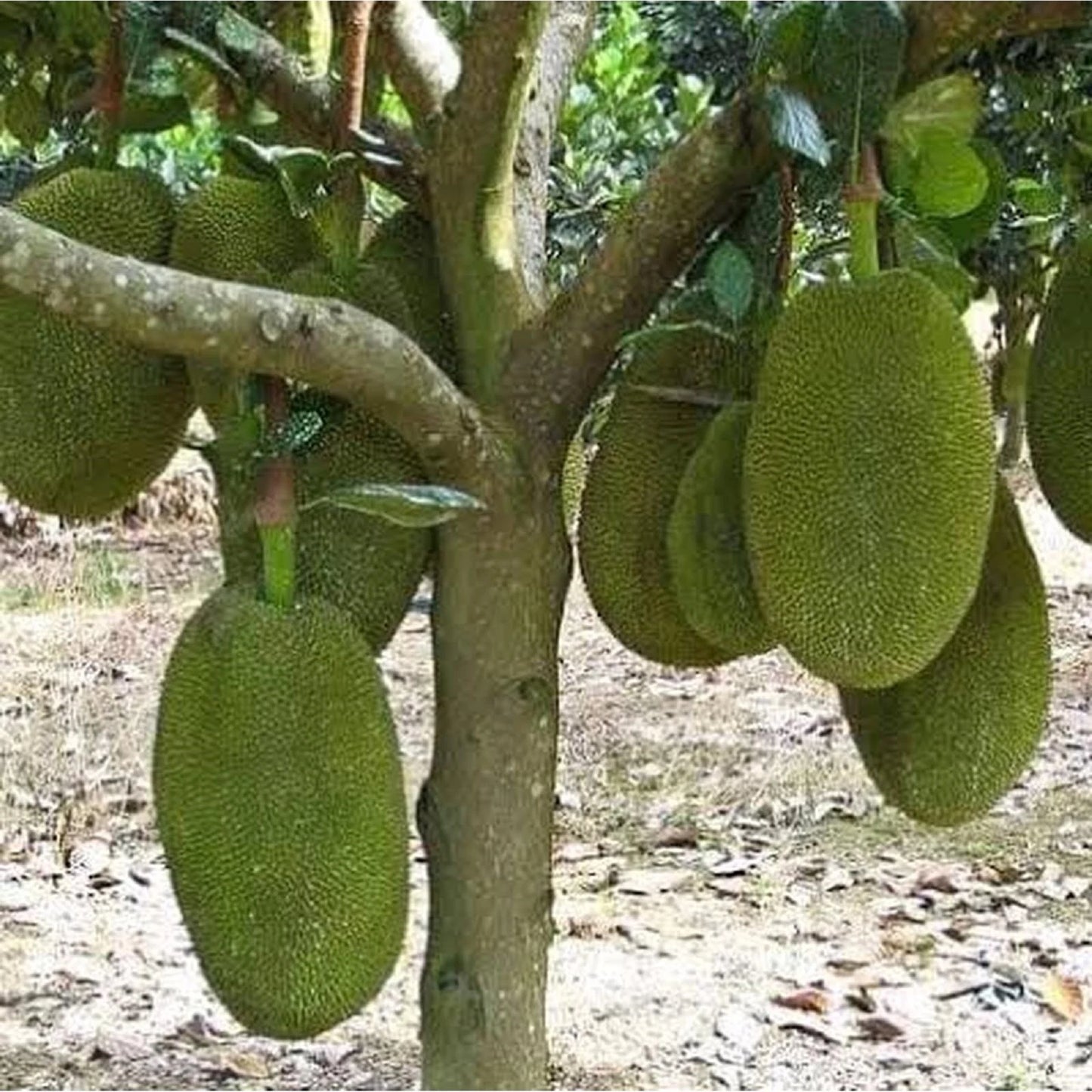 Fast Growing Mastura Jackfruit (Nangka Mastura) - Premium Grafted Tropical Fruit Tree