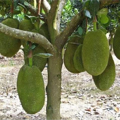 Fast Growing Mastura Jackfruit (Nangka Mastura) - Premium Grafted Tropical Fruit Tree