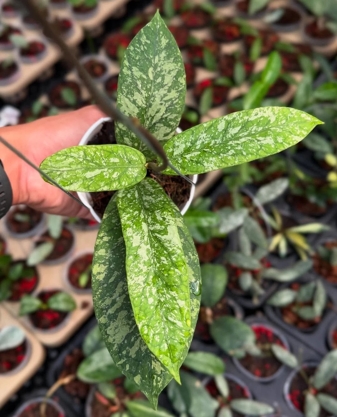 Hoya Meredithii Splash Long Leaf Rare Tropical Indoor Outdoor Wax Plant – Premium Certified Rare Hoya Cuttings/Plants for Planting