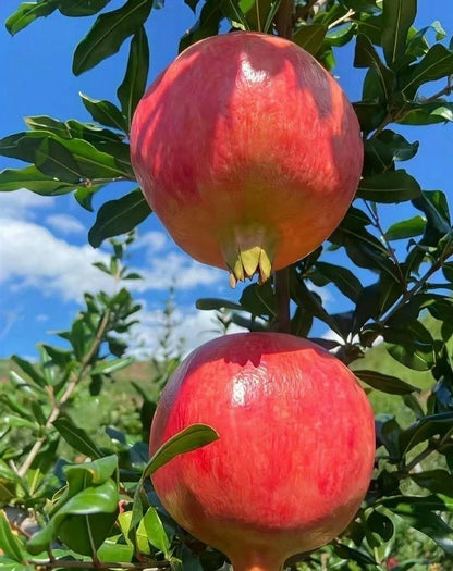 Super Sweet Bhagawa Pomegranate Seeds (Punica granatum) – Rare Red Fruit Seeds for Planting