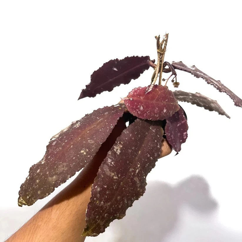 Hoya Undulata Red Leaves | Rare Hoya Wax Plant | Tropical Indoor Outdoor Houseplant