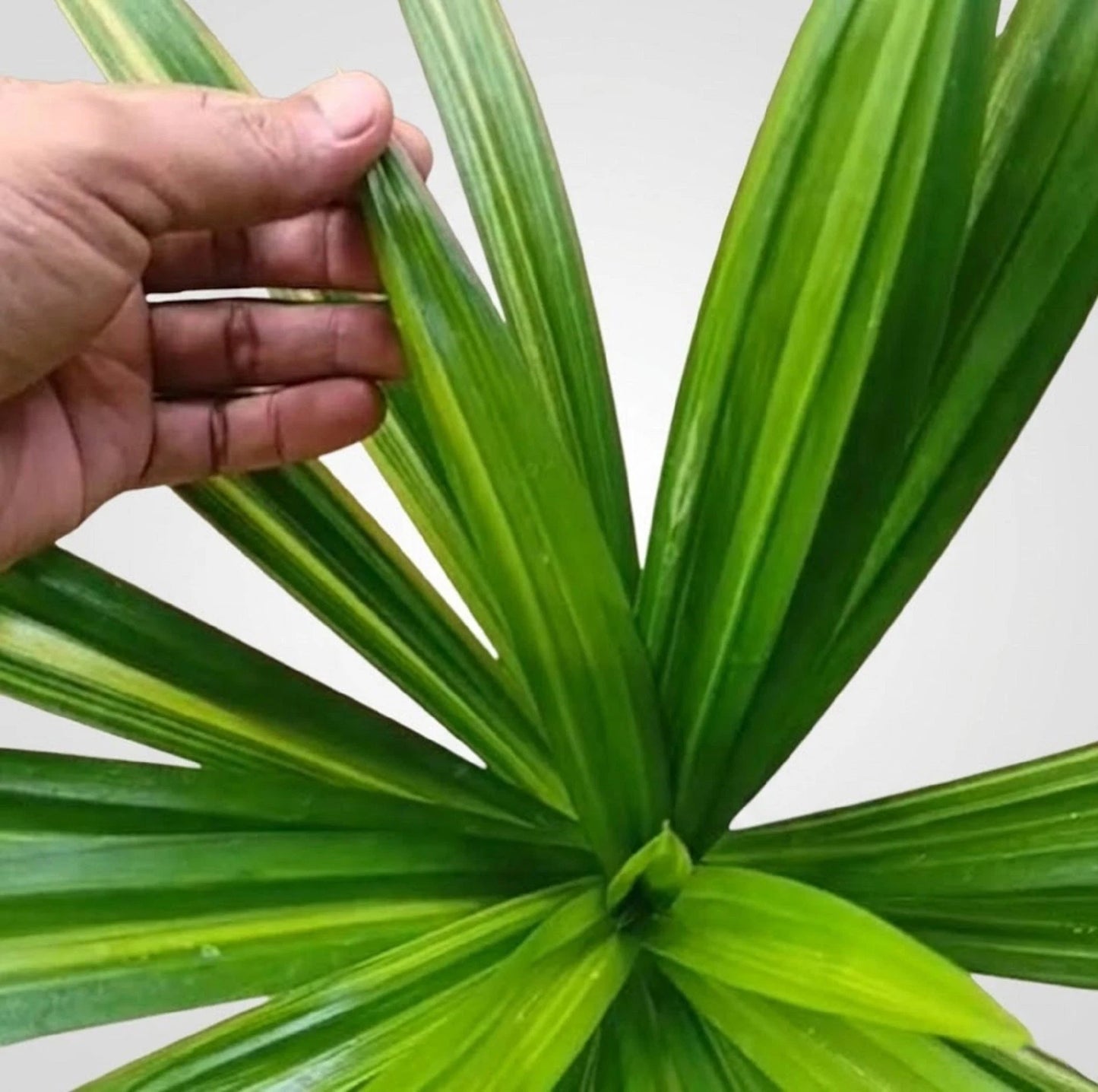 Pandanus amaryllifolius Variegated – Rare Fragrant Tropical Specimen