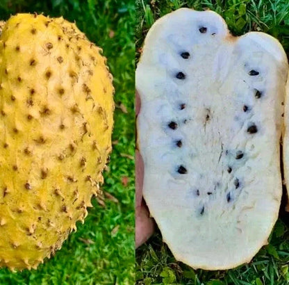 Golden Soursop Seeds (Annona muricata) var. Golden | 500+ Fresh Tropical Fruit Seeds | Rare Soursop Plant