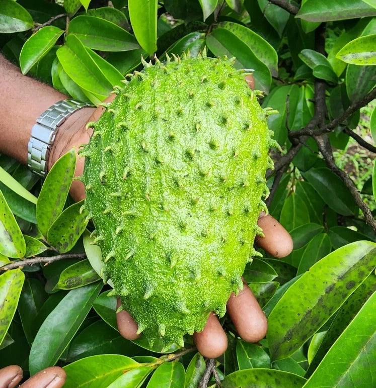 Premium Soursop Seeds var. Criolla Blanca (Annona muricata 'Criolla Blanca') – Sweet White Guanabana Fruit Seeds for Planting (100 Pcs)