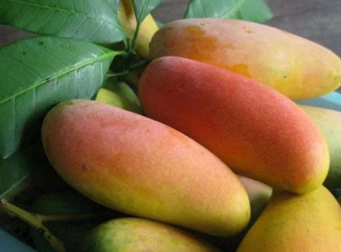 Premium 'Mahachanok' Mango Grafted Seedling – Elite Thai Tropical Orchard Stock (Phytosanitary Certified)