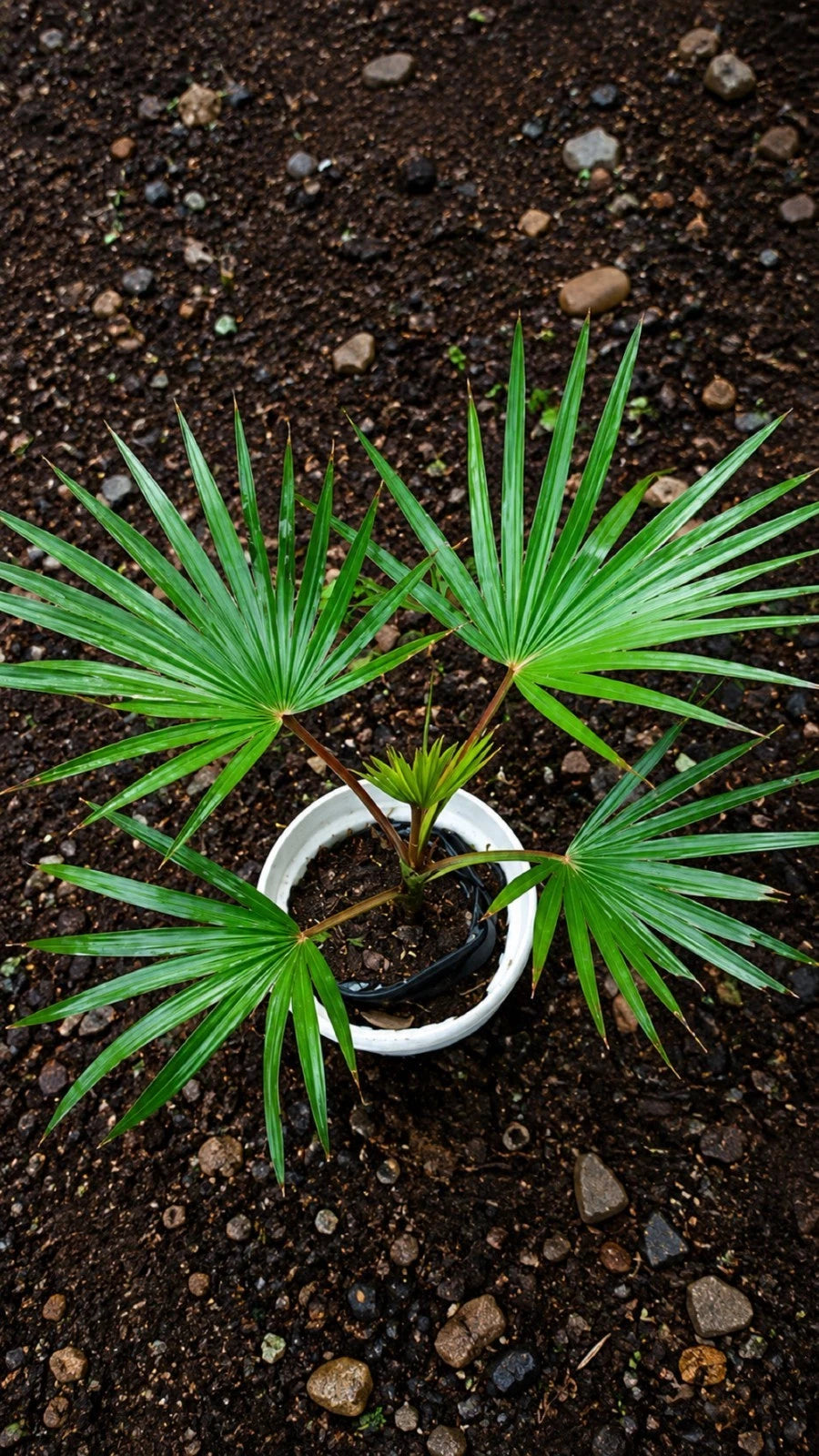 Rare Red Latan Palm Live Plant - Latania Loddigesii Exotic Tropical Fan Palm