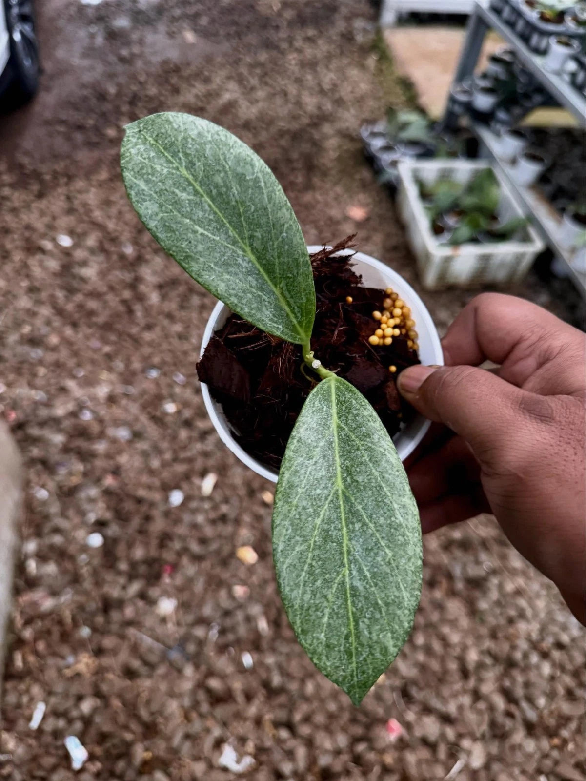 Stunning Hoya Obscura Silver "Cryptic Chrome" – Rare Tropical Indoor & Outdoor Wax Plant