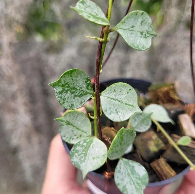 Rare Hoya Curtisii Silver Seeds – Premium Fresh Tropical Indoor Outdoor Wax Plant Seeds for Planting