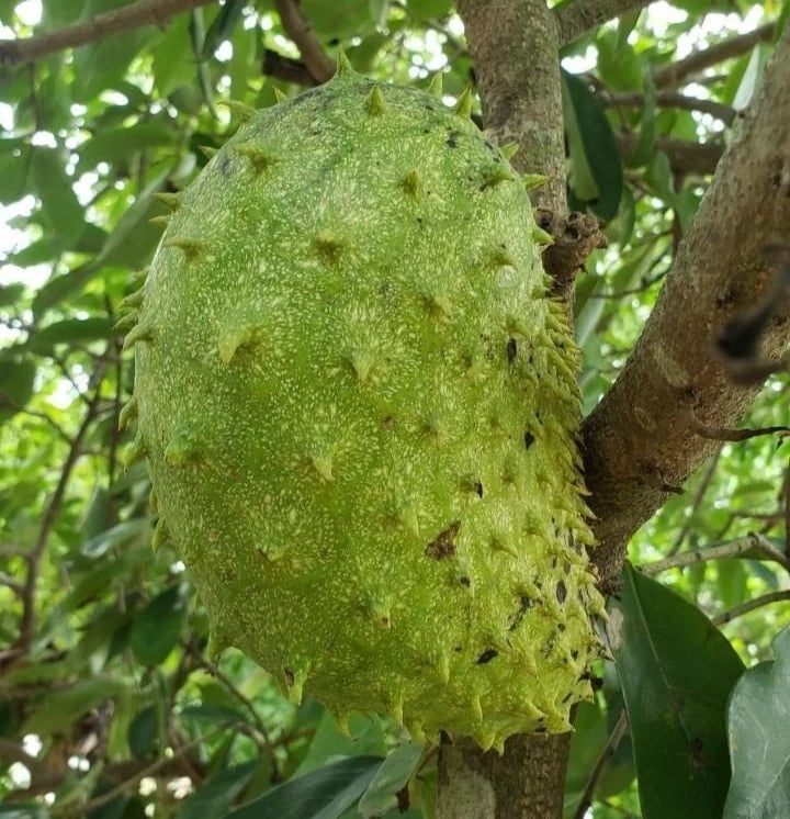Premium Brazilian Sweet Soursop Seeds (Annona muricata) – Sweet Exotic Guanabana Fruit Seeds for Planting