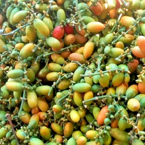 Premium Melinjo Seeds (Gnetum gnemon) – 500+ Seeds for Planting