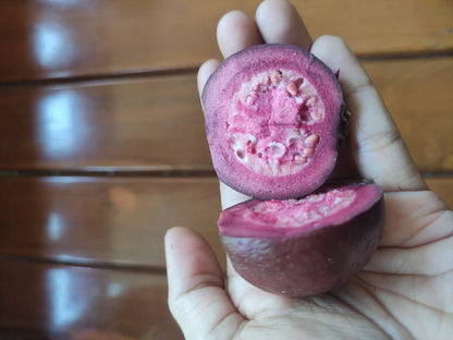 Purple Guava Seeds (Psidium guajava / 150+ Deep Purple-Fleshed Exotic Fruit Tree Seeds) – Premium Exotic Botanical Specimen Plant Seeds for Planting