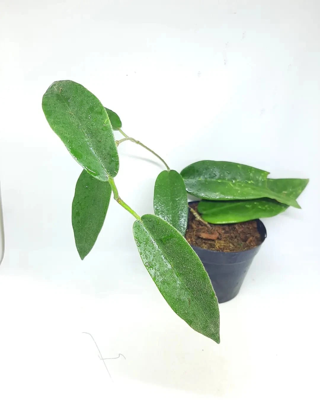 Hoya stenoakei (Pink, Papua) Rare Tropical Wax Plant Seeds – Exotic Climbing Vine & Epiphytic Foliage Plant Seeds for Planting