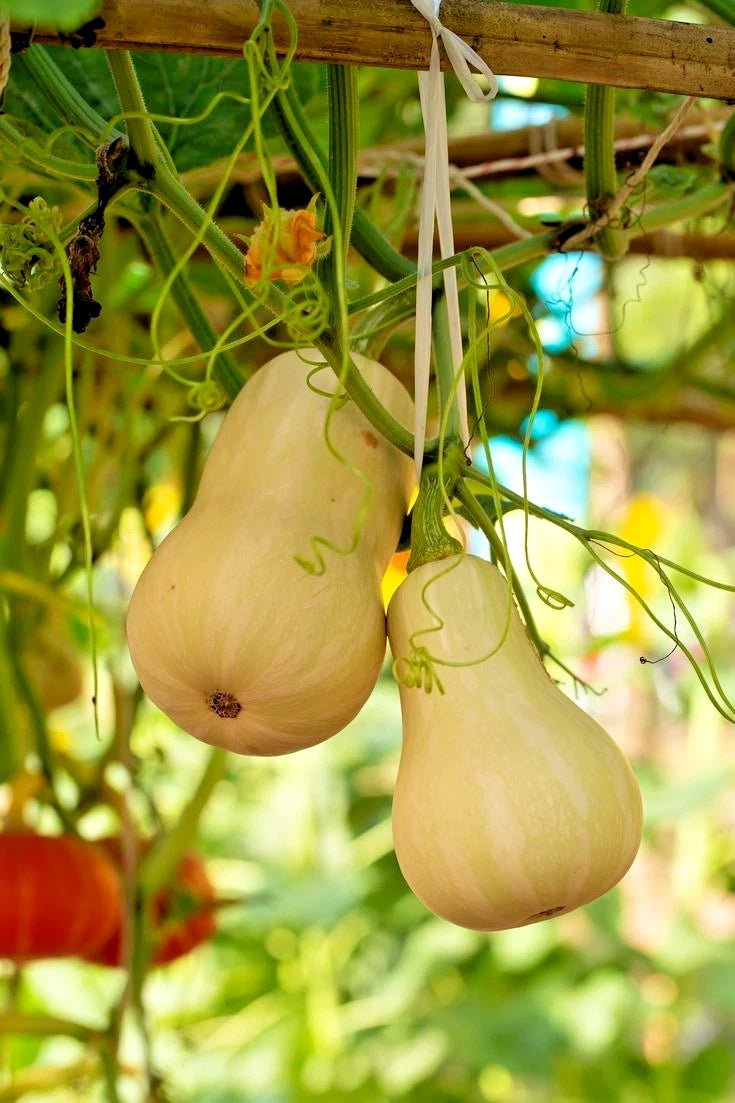 Honey Pumpkin Seeds (Cucurbita moschata) – 100+ Premium Labu Madu Heirloom Seeds