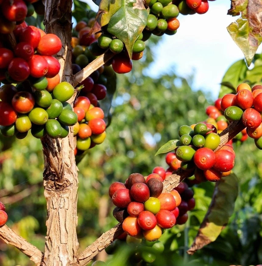 San Ramon Coffee Seeds (Coffea arabica var. San Ramon) – Rare Dwarf Gourmet Coffee Bean Seeds for Planting (120 Pcs)