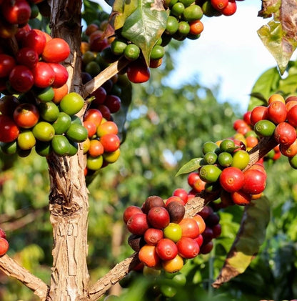 San Ramon Coffee Seeds (Coffea arabica var. San Ramon) – Rare Dwarf Gourmet Coffee Bean Seeds for Planting (120 Pcs)