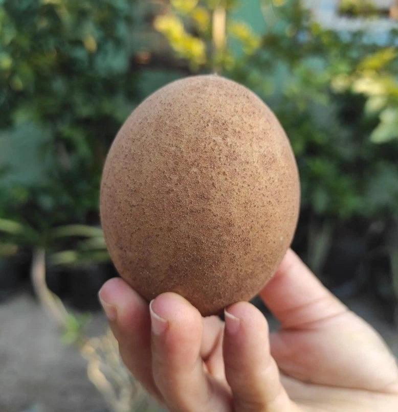 Sapodilla Seeds var. Sri Kembangan 35 pcs (Manilkara zapota) - Premium Sweet Chico Zapote Seeds