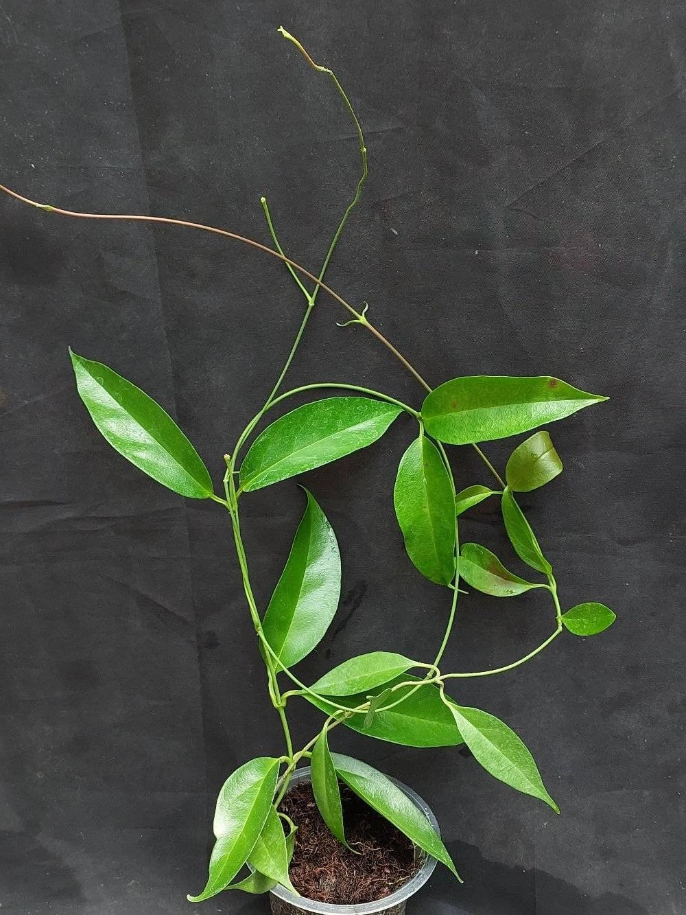 Hoya Chloroleuca Rare Tropical Indoor Outdoor Wax Plant Seeds / Cuttings (Hoya chloroleuca) – Premium Certified Pale-Green Flowered Waxflower Plant for Planting