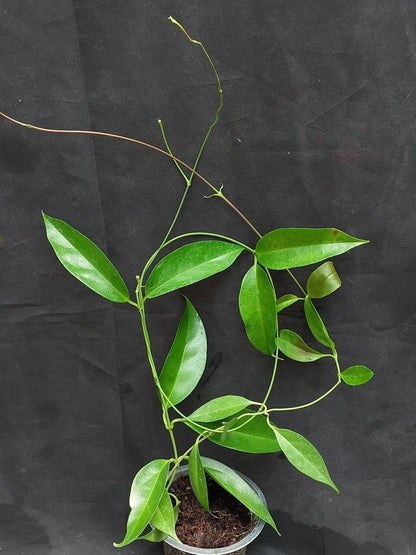 Hoya Chloroleuca Rare Tropical Indoor Outdoor Wax Plant Seeds / Cuttings (Hoya chloroleuca) – Premium Certified Pale-Green Flowered Waxflower Plant for Planting