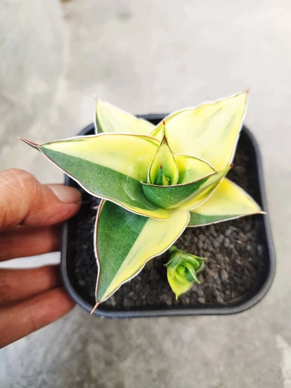 Sansevieria 'Maya' Variegated - Rare Parent + Child Specimen