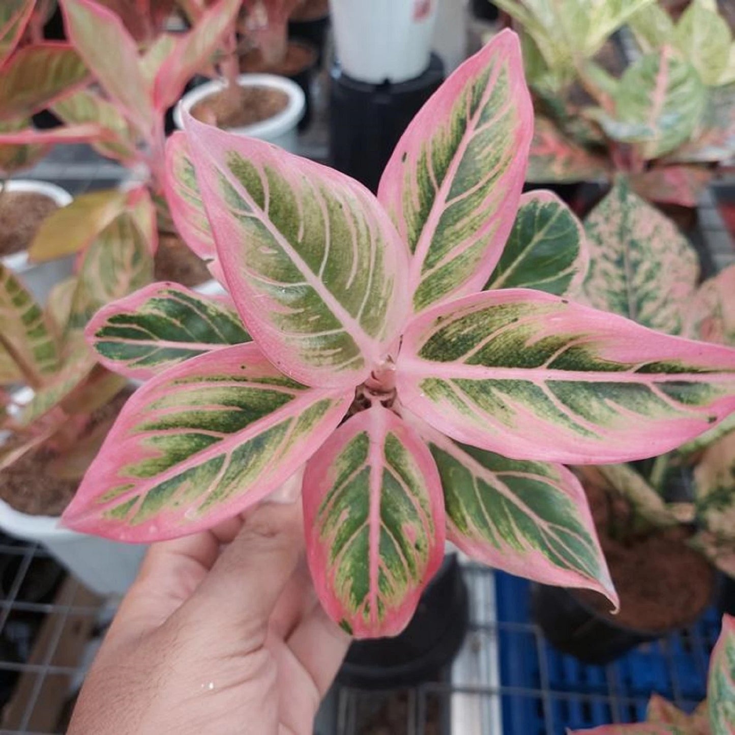 Rare Aglaonema Lotus Delight Live Plant - Premium Tropical Pink & Green Chinese Evergreen