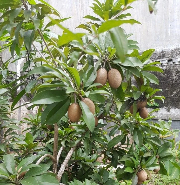 Sapodilla "Kmak" (Manilkara zapota) – 35+ Premium Sweet Chico Zapote Seeds