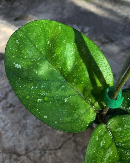 Rare Hoya bonii 'Round Leaf' Specimen – Premium Established Tropical Botanical Elite Wax Plant