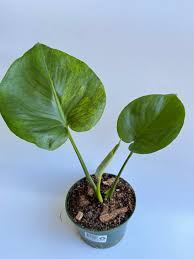Monstera Sport Variegated Green on Green 1 Leaf | Rare GoG Monstera | Tropical Indoor Outdoor Plant
