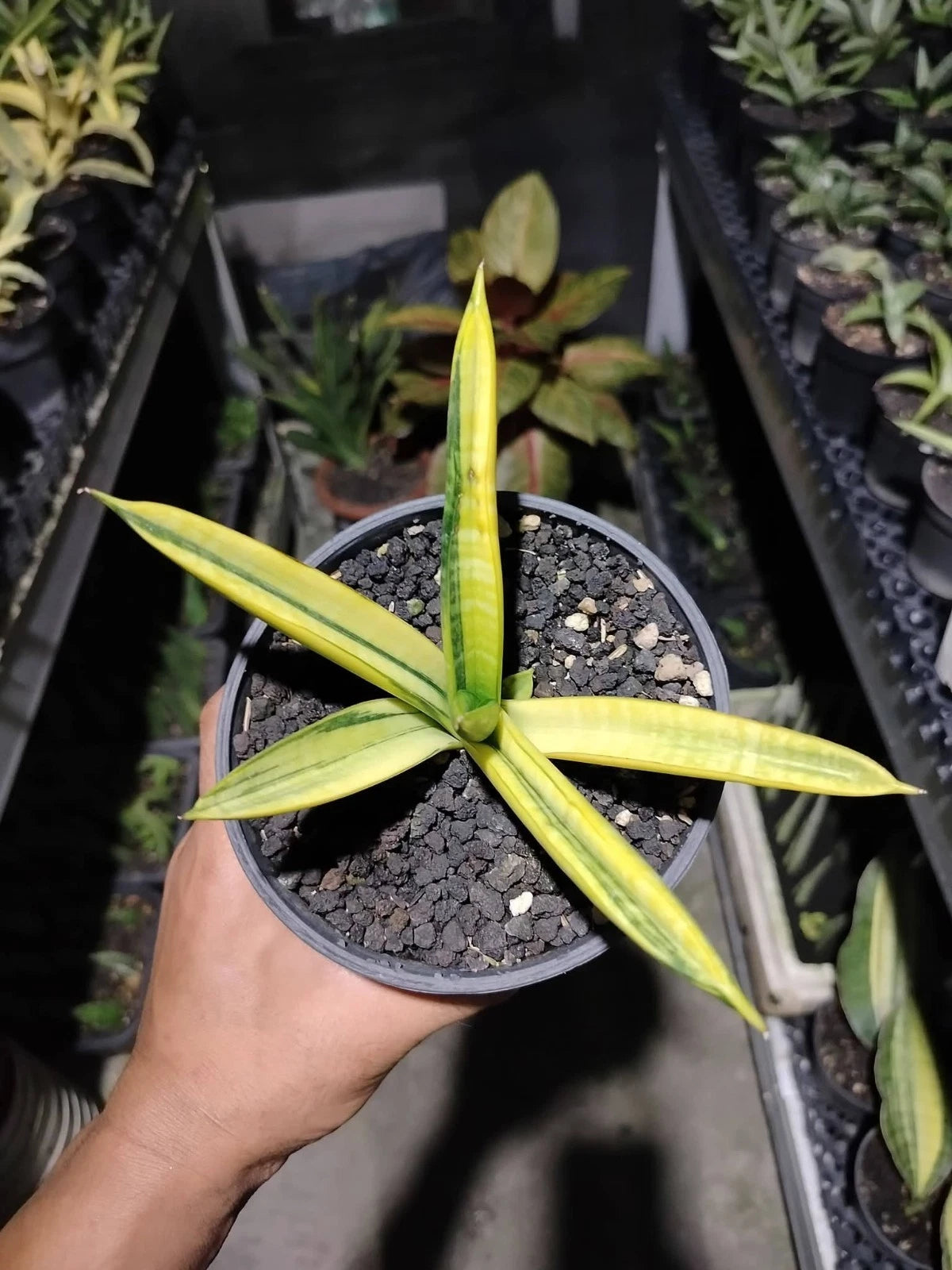 Sansevieria 'Marsha Anjani' Variegated - Rare Collector's Succulent
