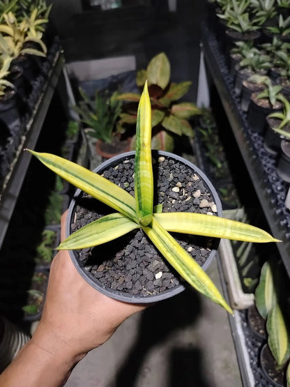 Sansevieria 'Marsha Anjani' Variegated - Rare Collector's Succulent